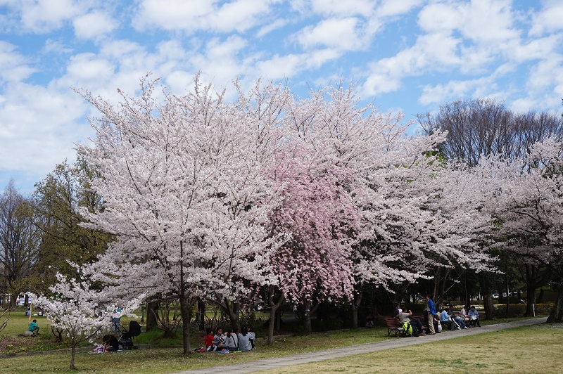 01 sakura